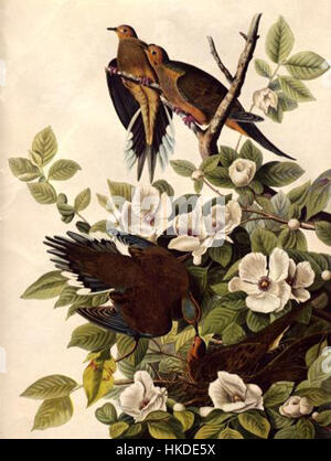 Questo dipinto ad acquerello di John James Audubon raffigura il piccione Carolina, una specie originaria del Nord America. Conosciuto per i suoi colori vivaci e lo stile naturalistico, il lavoro di Audubon cattura l'uccello nel suo habitat nativo, mostrando i suoi tratti fisici e l'ambiente. Foto Stock