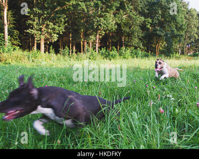 I cani in esecuzione sul campo verde nel parco Foto Stock