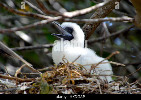 Baby Fuzzy Nazca Booby Foto Stock