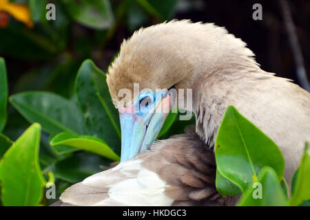 Preening Red Footed Booby Foto Stock