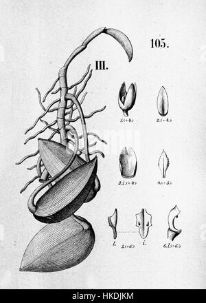 Questa illustrazione botanica di "Flora Brasiliensis" raffigura Acianthera prolifera (precedentemente Pleurothallis hamosa). La foratura precisa rappresenta la delicatezza della flora brasiliana e il suo dettagliato studio botanico. Foto Stock