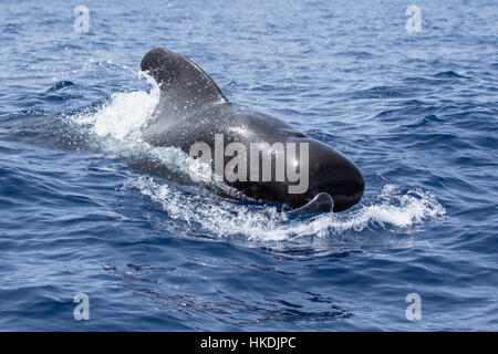 Alalonga Balene Pilota (Globicephala melas) affiorante, whale watching, Tenerife, Spagna Foto Stock