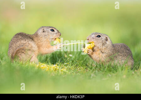 Gli scoiattoli di terra (Spermophilus) lotta in fiore, nel Parco Nazionale del lago di Neusiedl, Seewinkel, Burgenland, Austria Foto Stock