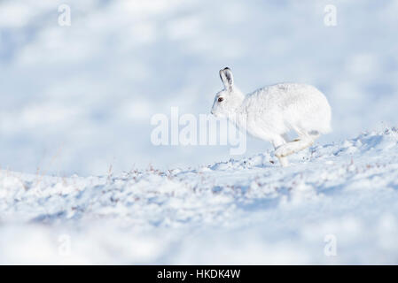 Mountain lepre (Lepus timidus) nella neve, Cairngorms National Park, Highlands scozzesi, Scotland, Regno Unito Foto Stock