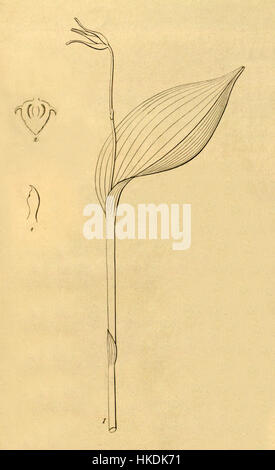 Questa illustrazione botanica tratta da Xenia volume 1 (1858) raffigura la specie di orchidee Pleurothallis gratiosa. I delicati dettagli catturano l'intricata struttura del fiore, mostrando la bellezza di questa specie di piante esotiche. Foto Stock