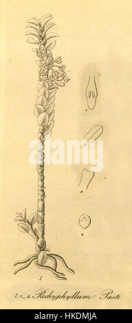 Questa illustrazione botanica, "Pachyphyllum pastii", di Xenia vol 1 (1858), mostra la struttura dettagliata della pianta e fa parte di un lavoro più ampio incentrato sulle specie vegetali e le loro proprietà medicinali. Foto Stock