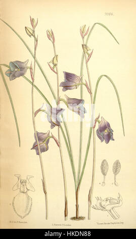 Disa hians (come Disa lacera) Curtis' 115 (Ser. 3 no. 45) pl. 7066 (1889) Foto Stock