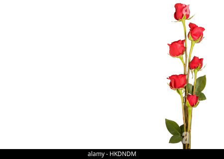 Un bordo di rose rosse isolato su uno sfondo bianco Foto Stock