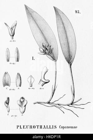 Un'illustrazione botanica di "Flora Brasiliensis", raffigurante l'orchidea Acianthera capanemae. Il disegno dettagliato mostra le caratteristiche della pianta, contribuendo alla comprensione della flora brasiliana nel XIX secolo. Foto Stock