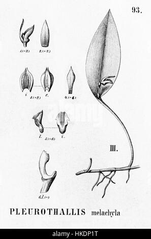 Questa illustrazione botanica di "Flora Brasiliensis" mostra la specie Acianthera melachila (precedentemente Pleurothallis melachila). Il ritaglio dettagliato evidenzia le caratteristiche peculiari di questa specie di orchidee, originaria dei diversi ecosistemi brasiliani. Foto Stock