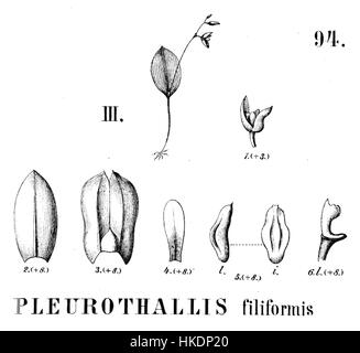 Questa illustrazione botanica della Flora Brasiliensis raffigura Pleurothallis filiformis, una specie di orchidea originaria del Brasile. Mette in evidenza la delicata struttura dell'impianto e le sue caratteristiche uniche. Foto Stock
