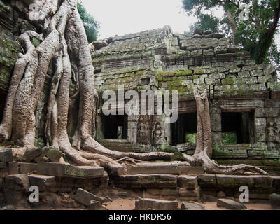 Albero che cresce fuori di antiche rovine nei pressi di Angkor Wat tempio complesso, Siem Reap, Cambogia Foto Stock