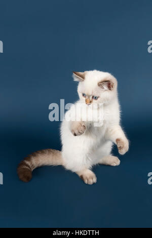 British Shorthair cat (Felis silvestris catus), un gattino, bianco, studio shot Foto Stock