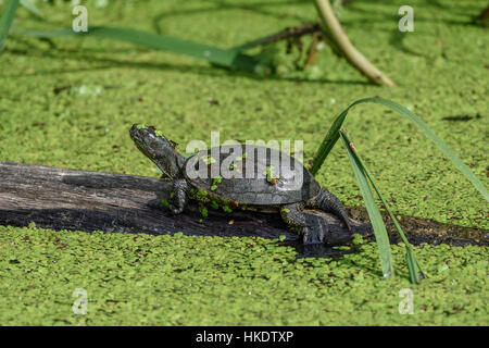 European pond terrapin (Emys orbicularis), captive, Lorena, Francia Foto Stock