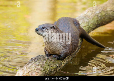 Lontra comune (Lutra lutra) sul log in acqua, captive, Germania Foto Stock