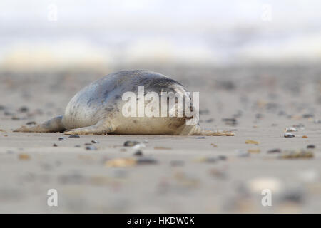 Guarnizione di tenuta del porto (Phoca vitulina) adulto, sulla spiaggia, Helgoland, Mare del Nord, Germania Foto Stock