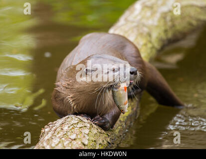 Lontra comune (Lutra lutra) con pesci sequestrati, captive, Germania Foto Stock