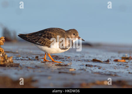 Voltapietre (Arenaria interpres) foraggio sulla spiaggia, Helgoland, Mare del Nord, Germania Foto Stock