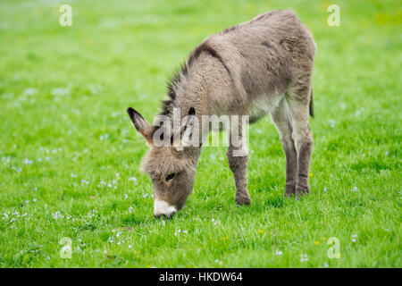 Asino domestico (Equus asinus asinus), puledro di mangiare in un prato, Germania Foto Stock