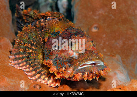 Tassled scorfani (Scorpaenopsis oxycephala), giacente sulla spugna e Saparua, Isole Molucche, Banda mare oceano Pacifico, Indonesia Foto Stock