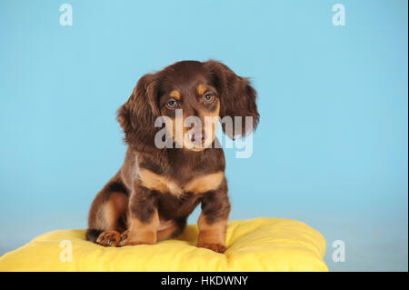 Capelli lunghi Bassotto in miniatura (Canis lupus familiaris), marrone, cucciolo sul cuscino, studio shot Foto Stock
