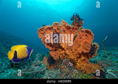 Blu-cinto angelfish (Pomacanthus navarchus), mare fan (Mopsella sp.) con Piuma star, Saparua, Isole Molucche, Banda Mare Foto Stock