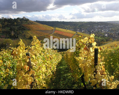 Vigneti in autunno Uhlbach, Stoccarda, Baden Wuerttemberg, Germania Foto Stock