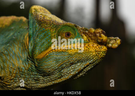 Parson's chameleon (Calumma parsonii parsonii), maschio, Ranomafana National Park, Madagascar Foto Stock