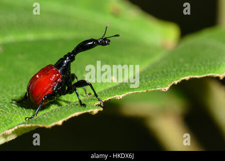 Curculione giraffa (Trachelophorus giraffa) sulla foglia, femmina, Andasibe Parco nazionale del Madagascar Foto Stock