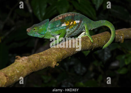 Parson's chameleon (Calumma parsonii cristifer), maschio, Andasibe Parco nazionale del Madagascar Foto Stock