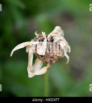 Morto fiore a margherita in dettaglio Foto Stock