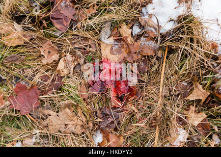 Pista di sangue da un white-tailed deer Foto Stock