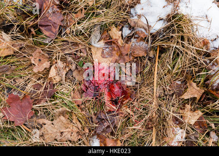 Pista di sangue da un white-tailed deer Foto Stock