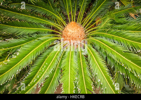 In prossimità della data delle Canarie palm chiamato Phoenix canariensis sull'isola di La Gomera nelle Isole Canarie, Spagna Foto Stock