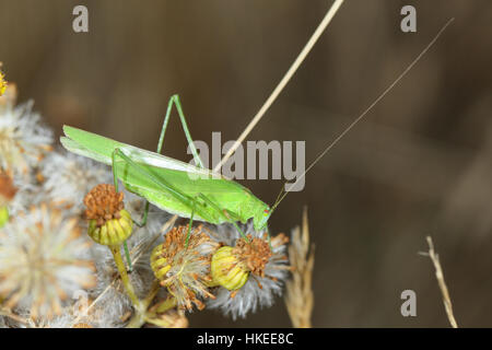 La falce-Bussola cuscinetto-cricket Phaneroptera falcata, una femmina di notte in uno del Regno Unito è solo colonie, Dungeness nel Kent Foto Stock