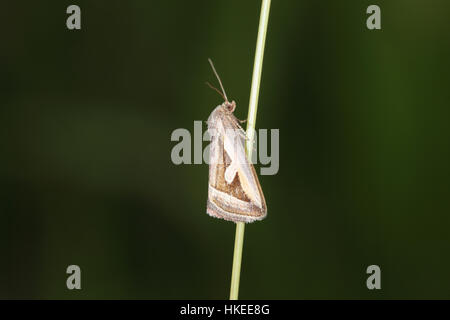 Gancio di argento (Deltote uncula), una scarsa wetland moth, appollaiato su un gambo di erba in Norfolk Broads Foto Stock