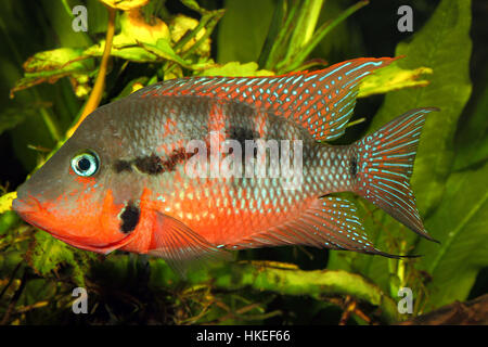 Messicano bocca di fuoco (Thorichthys meeki) - maschio Foto Stock