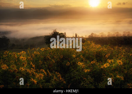 Campo di colore giallo girasole messicano Weed sulla montagna con la nebbia e la luce del sole di mattina in Thailandia. Foto Stock