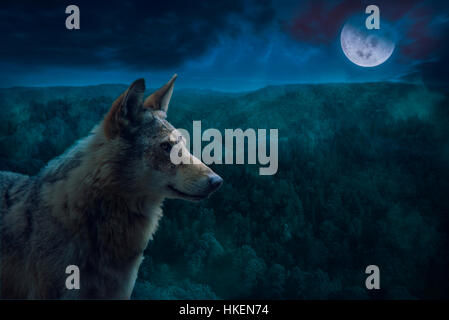 Grigio Lupo alfa durante la notte di luna piena nel deserto. Foto Stock