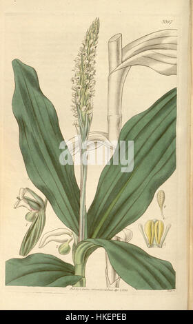 Questa illustrazione botanica della rivista botanica Curtis' raffigura *Peristylus plantagineus*, precedentemente noto come *Habenaria goodyeroides*. Il delicato dettaglio mette in mostra le caratteristiche uniche del fiore, contribuendo alla storia degli studi botanici del XIX secolo. Foto Stock