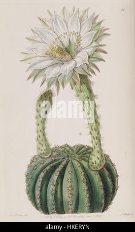 Echinopsis eyriesii (Echinocactus eyriesii var. glaucus) Edwards's Bot. Reg. 24 31. 1838 Foto Stock