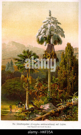 "Corypha umbraculifera" è un dipinto botanico del 1913 che illustra la spettacolare fioritura della palma Talipot. Questo pezzo mette in risalto l'attenzione dell'artista ai dettagli botanici e cattura le caratteristiche distintive della palma e la rara fioritura. Foto Stock