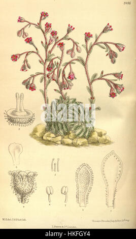 Saxifraga stribrnyi 139 8496 è un'illustrazione botanica raffigurante una rara specie di Saxifraga. Il lavoro cattura i delicati dettagli della pianta, concentrandosi sulle sue caratteristiche uniche e sottolineando la sua importanza negli studi botanici. Foto Stock