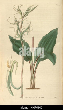 Questa illustrazione botanica, tratta da Curtis' *Botanical Magazine* nel 1835, raffigura *Eltroplectris calcarata* (precedentemente *Neottia calcarata*), una specie di orchidee originaria del Nord America. L'incisione dettagliata mette in risalto la struttura unica e la delicata bellezza del fiore, che presenta un labbro distintivo e lunghi petali sottili, caratteristiche comuni del genere. Foto Stock