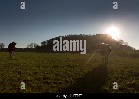 Sentiero di pietra arenaria, Cheshire, Inghilterra. Silhouette di bestiame visto dal sentiero di pietra arenaria. Foto Stock