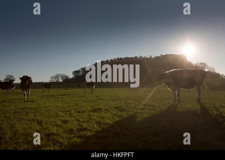 Sentiero di pietra arenaria, Cheshire, Inghilterra. Silhouette di bestiame visto dal sentiero di pietra arenaria. Foto Stock