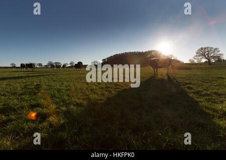 Sentiero di pietra arenaria, Cheshire, Inghilterra. Silhouette di bestiame visto dal sentiero di pietra arenaria. Foto Stock