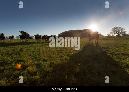 Sentiero di pietra arenaria, Cheshire, Inghilterra. Silhouette di bestiame visto dal sentiero di pietra arenaria. Foto Stock