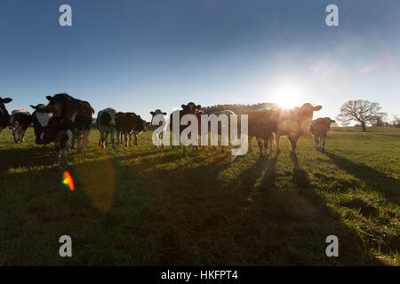 Sentiero di pietra arenaria, Cheshire, Inghilterra. Silhouette di bestiame visto dal sentiero di pietra arenaria. Foto Stock