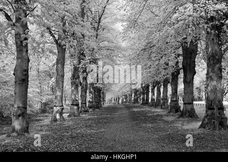 Comune di Lime Tree Avenue, Tilia x vulgaris, Clumber Park, Nottinghamshire, Inghilterra, Regno Unito Foto Stock